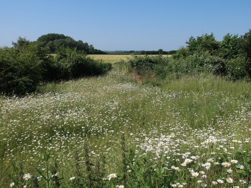 BNG in, 4-year rule out&nbsp;(England)