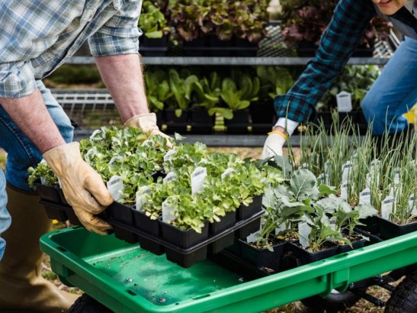 Support for small scale horticulture&nbsp;(Wales)